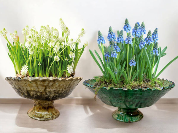 Tamegroute Fruit Bowls, Tamegroute Bowls Green & Ochre Glazed Pottery, A Collection Of 4 Ceramic Fruit bowls, each handmade in Morocco.